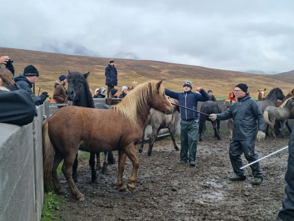 Nóg að gera hjá Réttarstjóranum. Mynd: HMJ