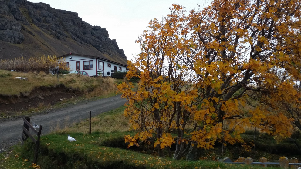 Þessi rjúpa gæti þurft að vara sig á næstu dögum. Mynd: KSE