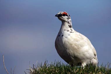 Rjúpa. Mynd:visindavefur.is