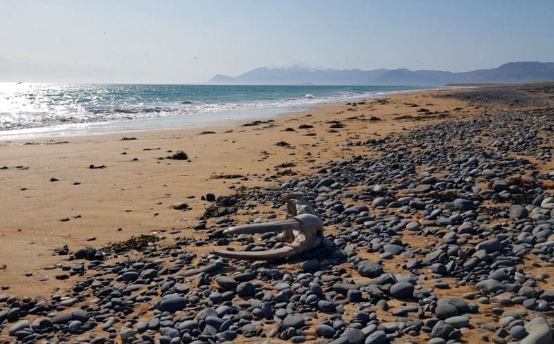 Beinaleifar rostunga hafa fundist aðallega á Suðvesturland, Vesturlandi og Vestfjörðum. Einn algengasti fundarstaðurinn er á sunnanverðu Snæfellsnesi. Þar skolast stundum bein, tennur og hausar á land eftir þungt brimrót. Einnig hafa beinaleifar fundist í húsagrunnum, við fornleifauppgröft og hafnargerð. Ljósmynd: H.J. Malmquist.