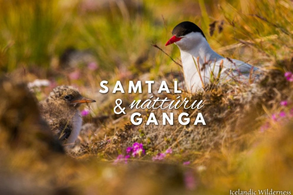 Aðsend ljósmynd af kríu og kríuunga: James Kennedy