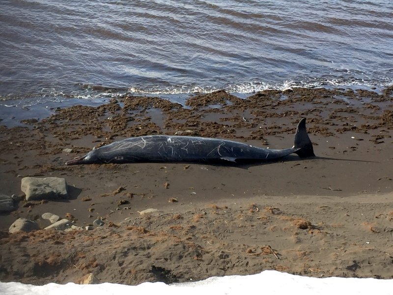 Ljósmyndir tók Stefani Lohman.