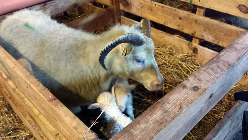 Sólarhringsútsending frá Syðri-Hofdölum