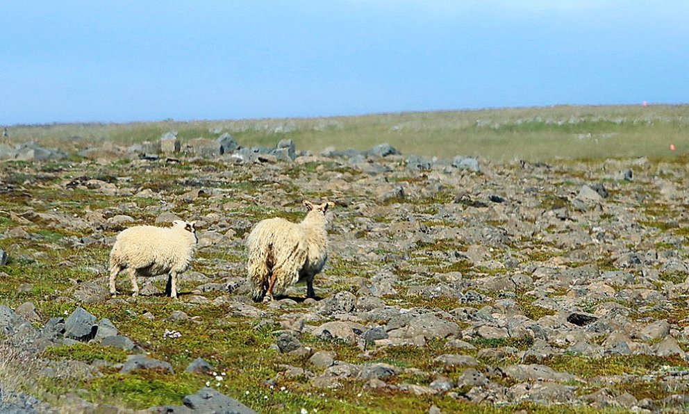Sauðfé. MYND: ÓAB