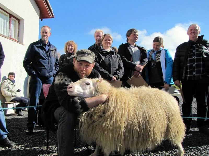 Það vantar ekki fallegt sauðfé á Ströndum : Aðsend mynd.