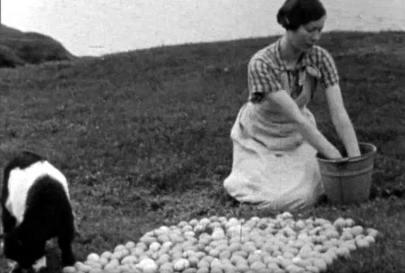 Við eggjatekju í Skagafirði árið 1939. Skjáskot af vefnum Ísland á filmu.