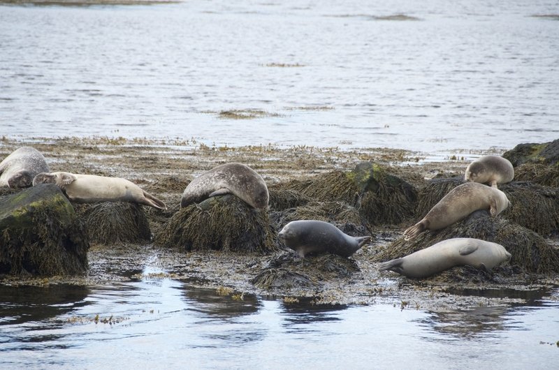 Landselsbrimlar við Íslandsstrendur virðast gefa frá sér lengri og lægri hljóð á fengitíma en landselir við Danmörku og Svíþjóð og það gæti markast að mögulegri ógn í umhverfi þeirra. MYND: HI.is/Eric Dos Santos