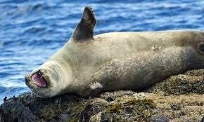 Mynd: Selasetur Íslands.