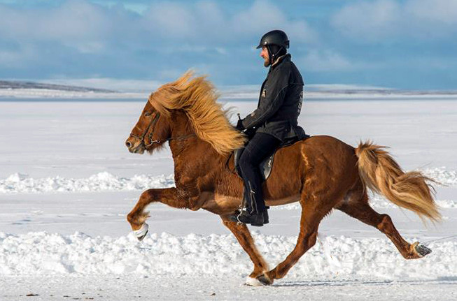 Hrynur frá Hrísdal og Siguroddur Pétursson á Svínavatni 2015.