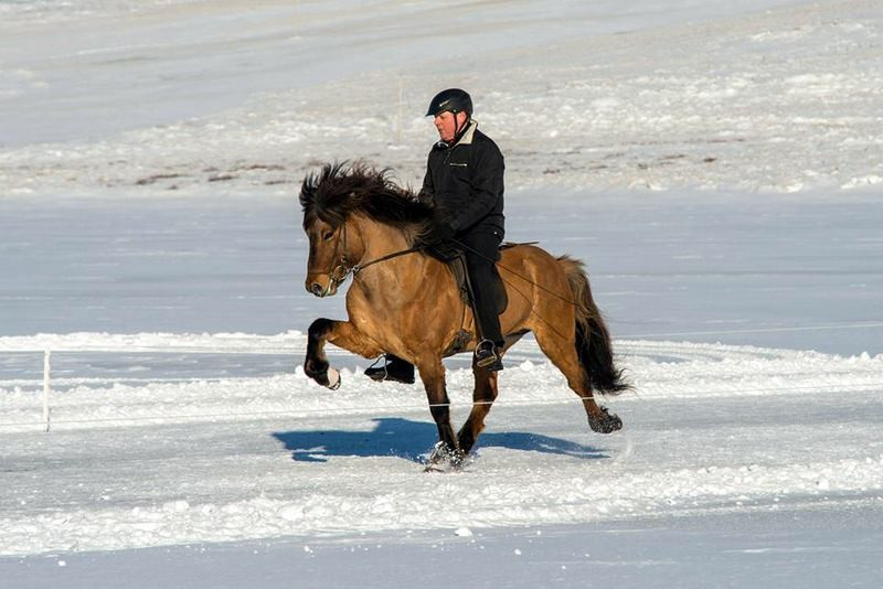 Skapti á Hafsteinsstöðum og Oddi. Mynd: is-landsmot.is