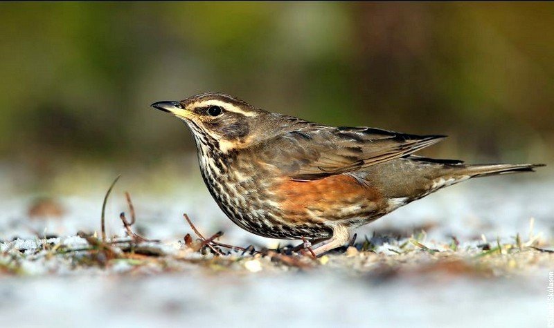 Skógarþröstur. Ljsm. Sindri Skúlason,