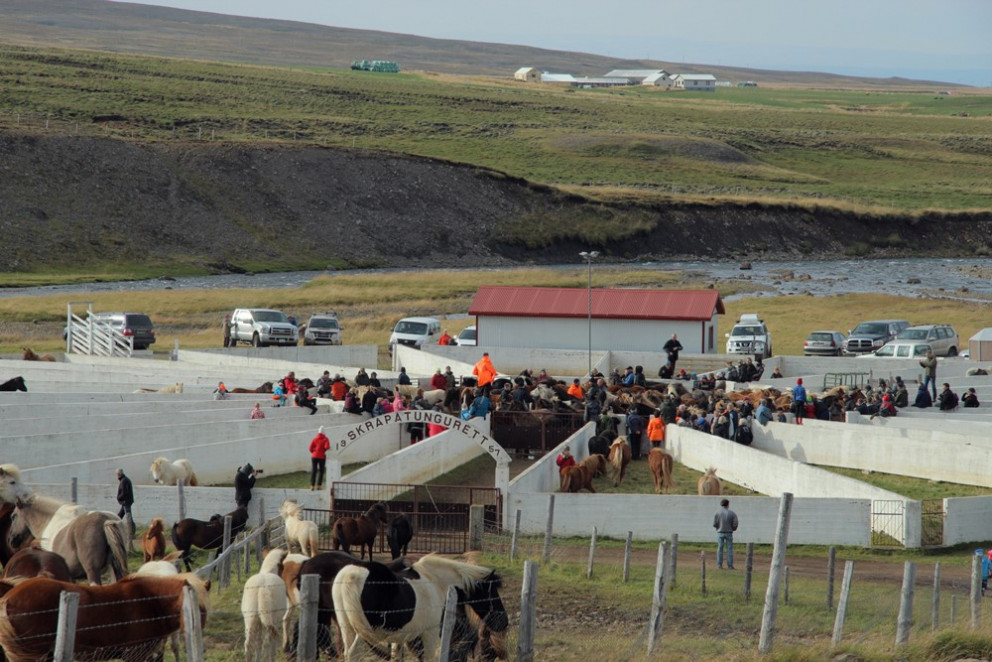 Úr Skrapatungurétt haustið 2014. Mynd: BÞ