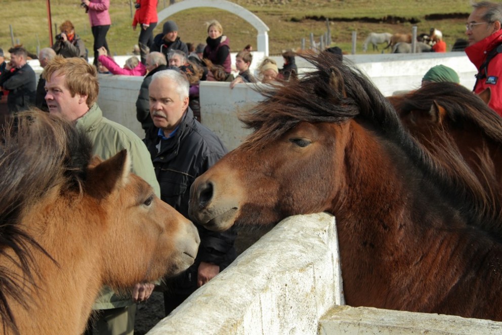 Úr Skrapatungurétt 2014. Mynd: BÞ.