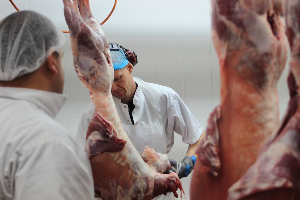 Meðalþyngd dilks 16,12 kg