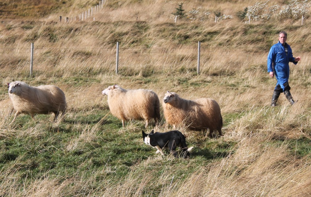 Landskeppni smalahundafélags Íslands