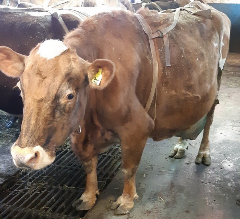 Hraust og geðgóð mjólkurkýr. Smuga 465 á Ytri-Hofdölum. Aðsend mynd.