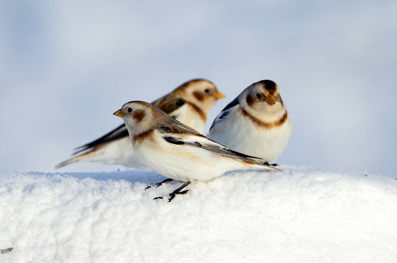 Mynd: Þríeyki snjótittlinga með sýn í allar áttir. Ljósmynd: @Jóhann Óli Hilmarsson
