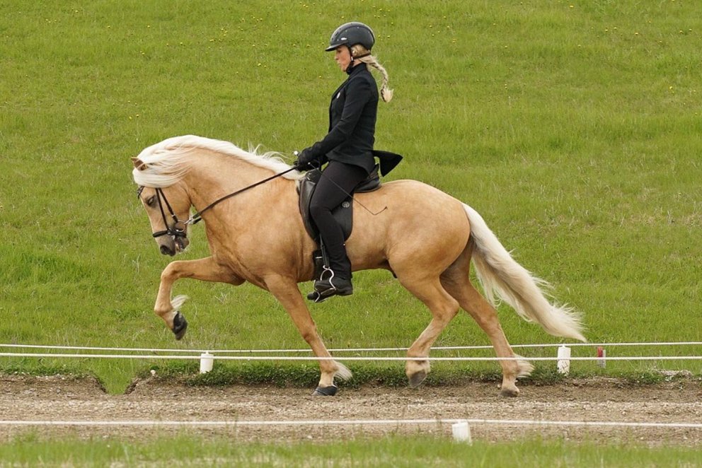 Sólstarfur frá Bakkakoti verður í aðalhlutverki í þáttunum en það er talsvert mál að fá annan eins gæðing lausan í tökur á þessum árstíma, enda líklega launahærri en aðrir sem láta ljós sitt skína í þáttunum. MYND AÐSEND