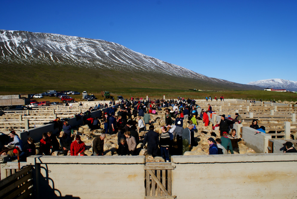 Frá Staðarrétt í Skagafirði. Mynd/BÞ