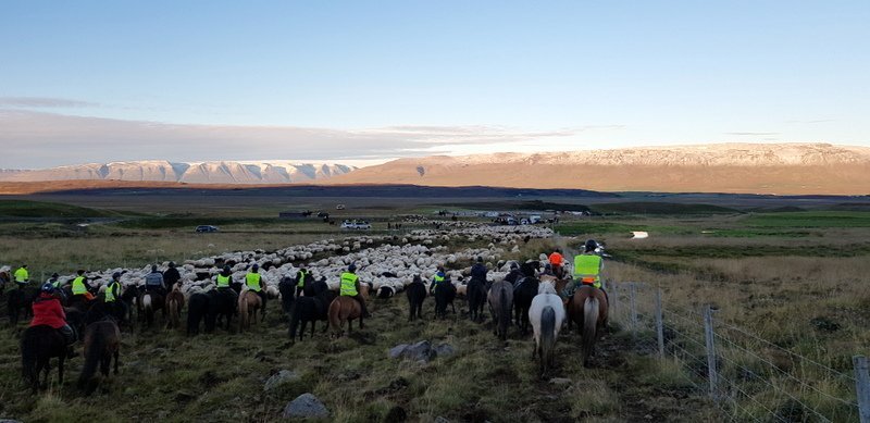 Rekið til réttar í Skagafirði. Mynd: PF.
