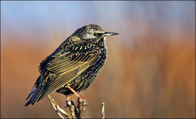 Stari. Ljósmynd: Alex Máni