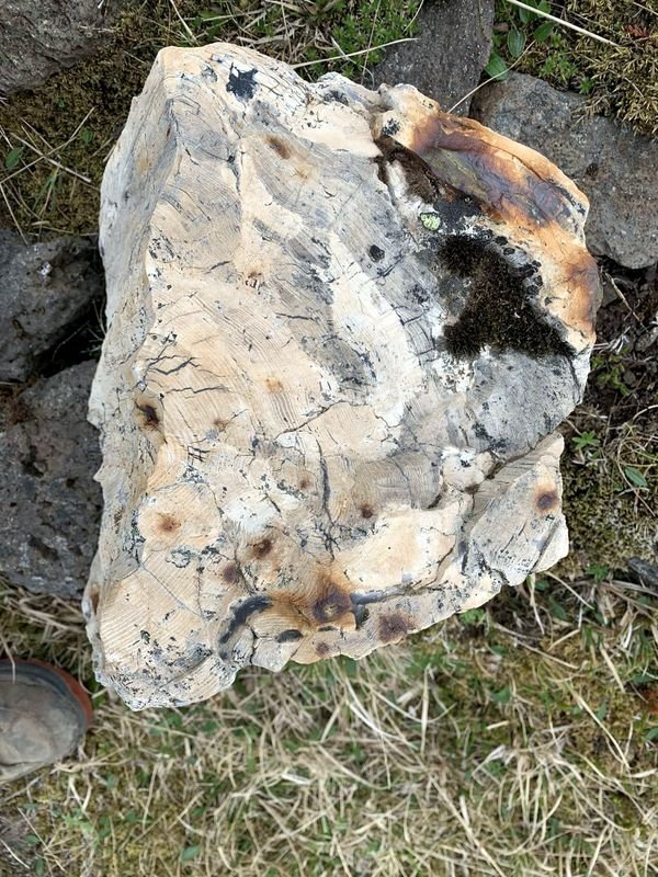 Greinilega sjást árhringir hins gamla trjábols sem líklega er yfir 200 talsins. Mynd: Jón Gíslason.