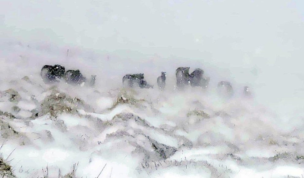 Veður var víða hið versta í byrjun júní. MYND: EVELYN