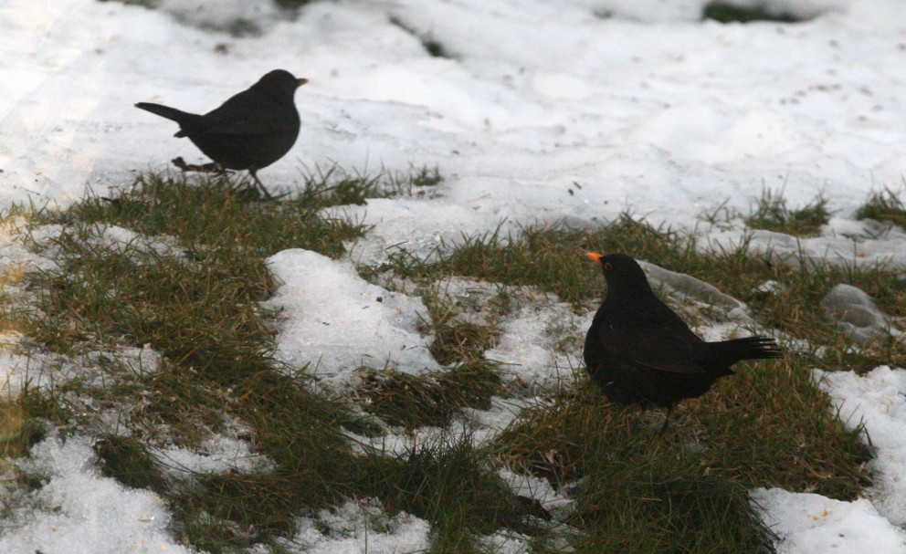 Meira af svartþröstum