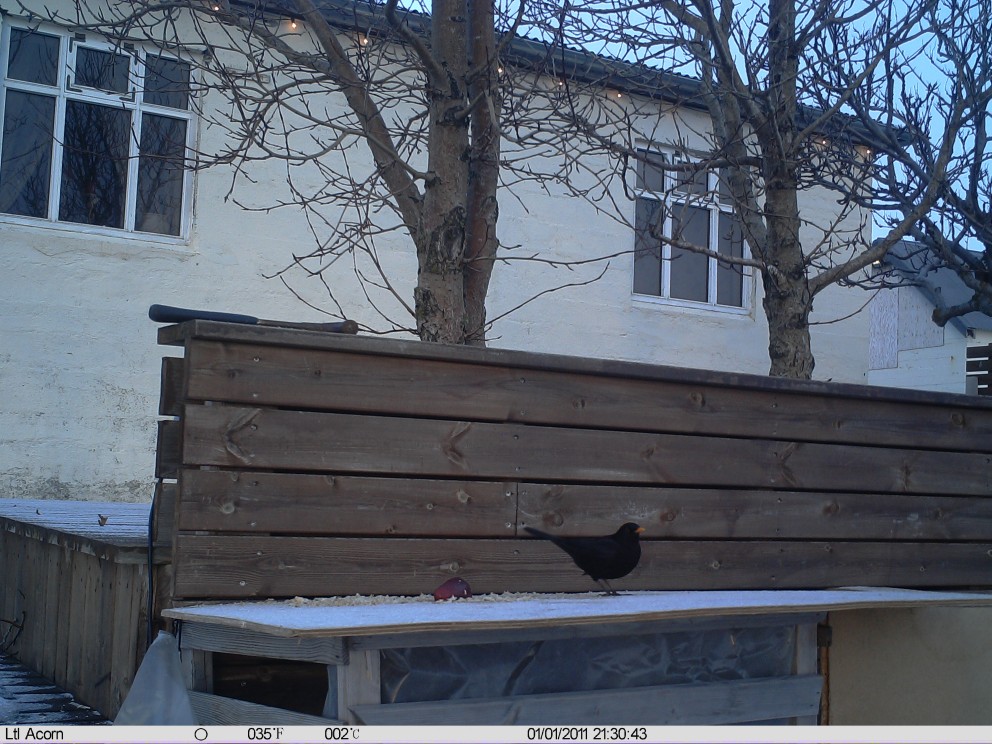 Svartþrestir með vetursetu í Varmahlíð