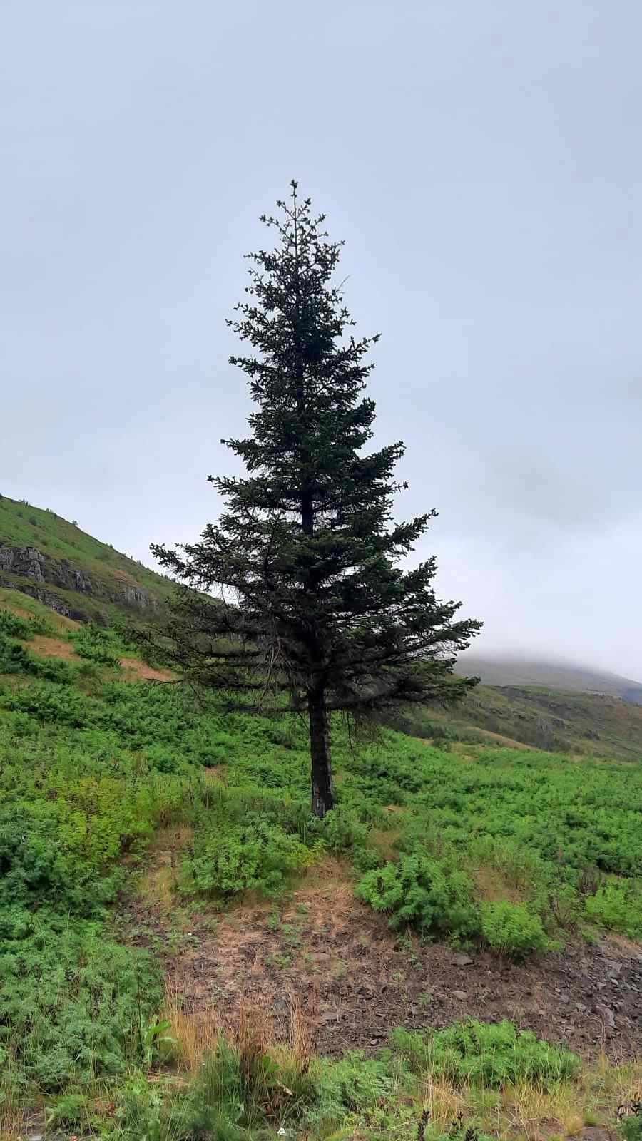 Tré ársins 2023 á Seyðisfirði. MYND skog.is