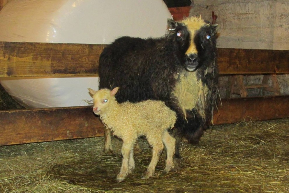 Þorralamb í Kárdalstungu