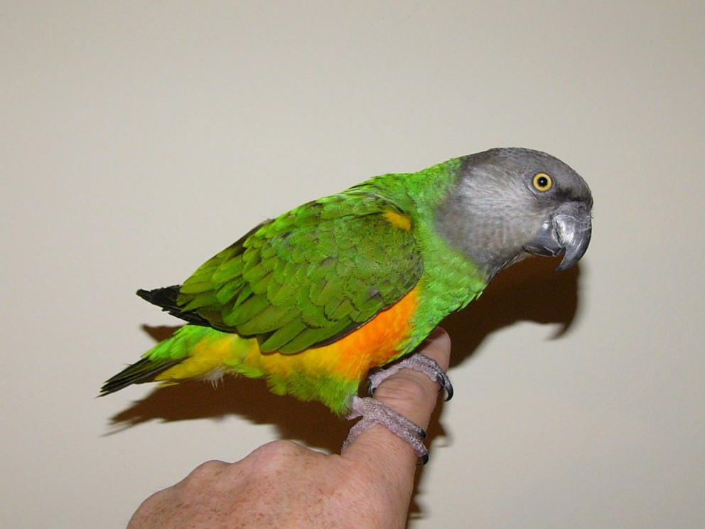 Grænn Senegal páfagaukur á sveimi