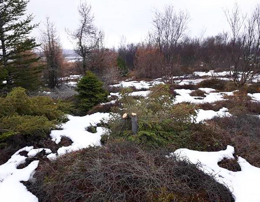 Ófögur sjón í Skógarhlíðinni. Hvað gengur fólki til?  MYND AF VEF SVEITARFÉLAGSINS
