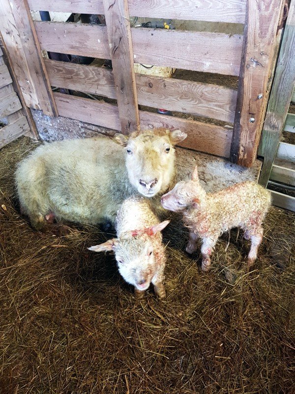 Ærleg móðir með nýbornum lömbum sínum. Mynd: Hjörtur Geirmundsson.