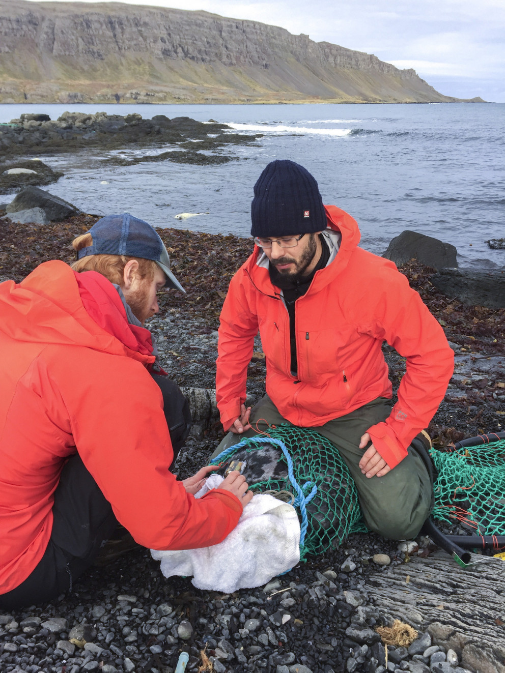 Starfsmenn Selasetursins koma fyrir gervihnattasendum á útselskópum. Mynd: Selasetur.is.