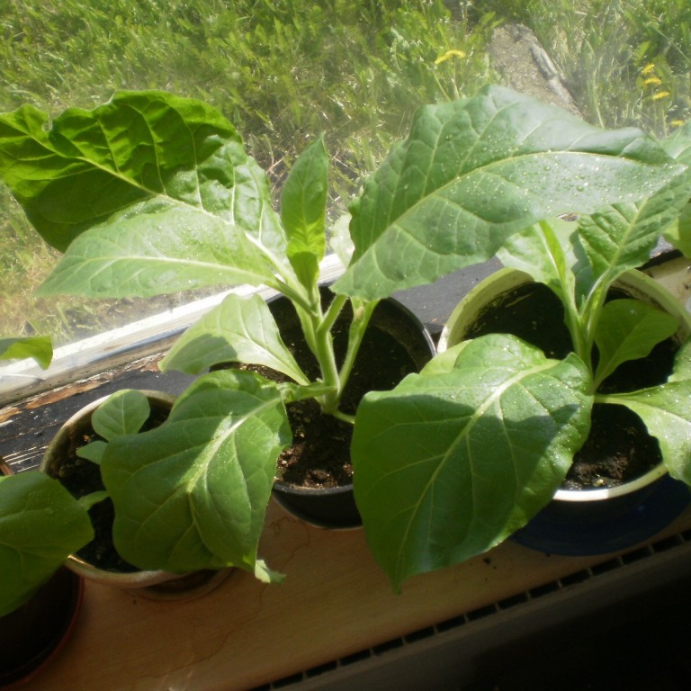 Ræktar eigið tóbak