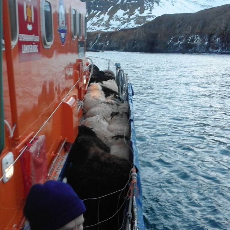 Féð komið um borð í björgunarbát. Myndir: Halldór Hálfdánarson.