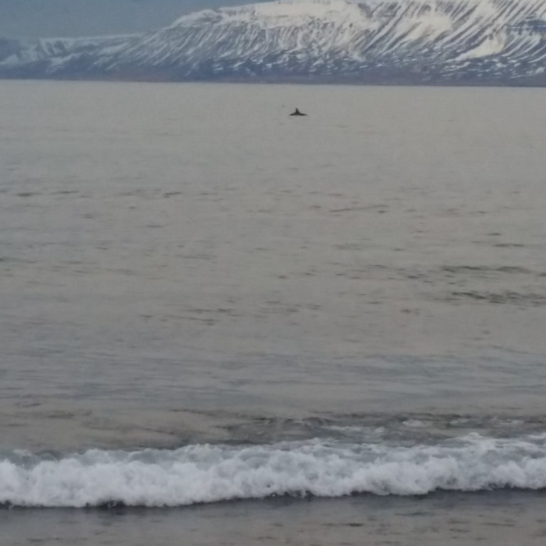 Hvalur skammt undan landi