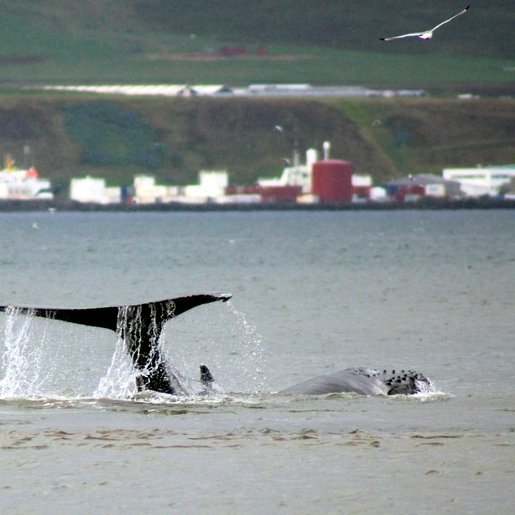 Hnúfubakur undan Hegranesi fyrr í sumar. Mynd: Ívar Gylfason