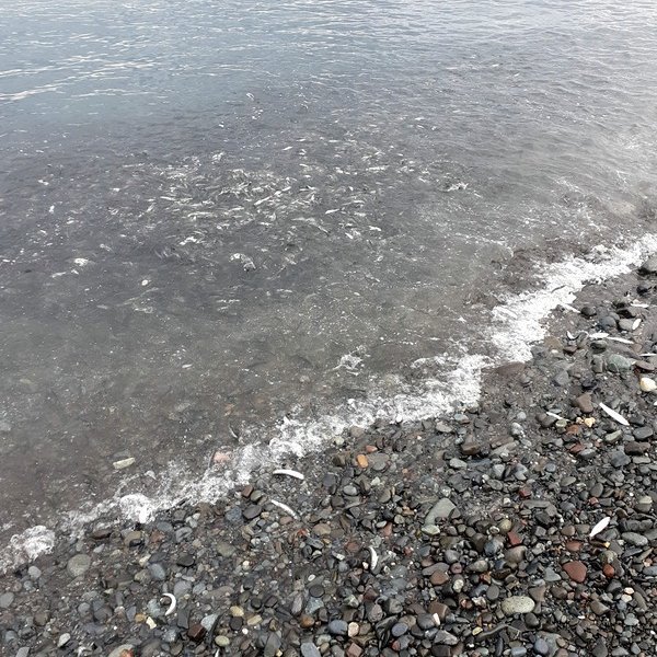 Allt var morandi í smásíld í morgun í fjörunni. Myndir:FB/Skagafjarðarhafnir