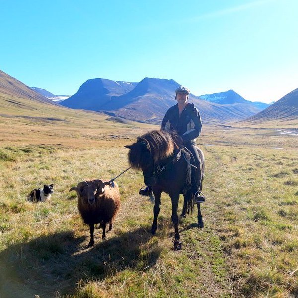 Smali, hestur, hundur hrútur. Eysteinn Steingrímsson í sínum fyrstu ferðum í eftirleitum í Kolbeinsdal. Mynd af FB-síðu kappans.
