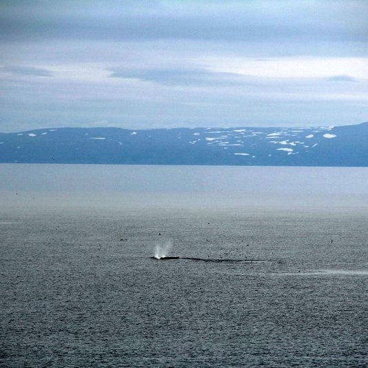 Hnúfubakur að veiðum í Húnafirði. Mynd: FB/Auðunn Blöndal