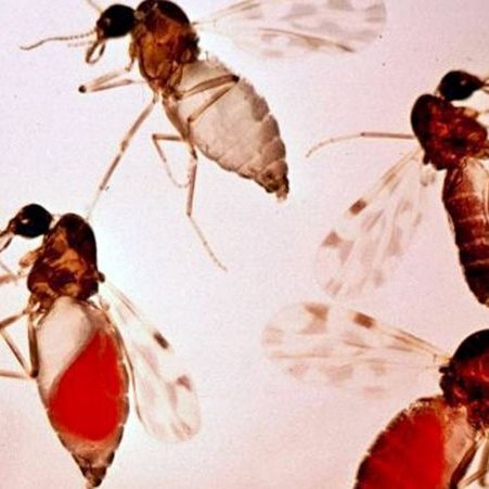 Lúsmý. Mynd: skessuhorn.is