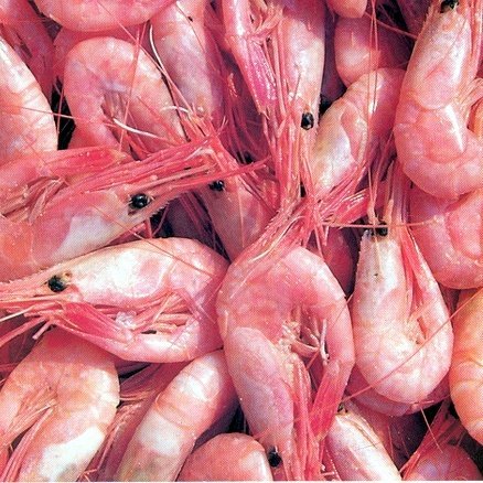 Rækja. Mynd af netinu.