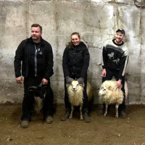 Sigurvegarar kvöldsins: Hrútar í flokkum mislitra, hyrndra og kollótta. Myndir: Jón Gíslason.