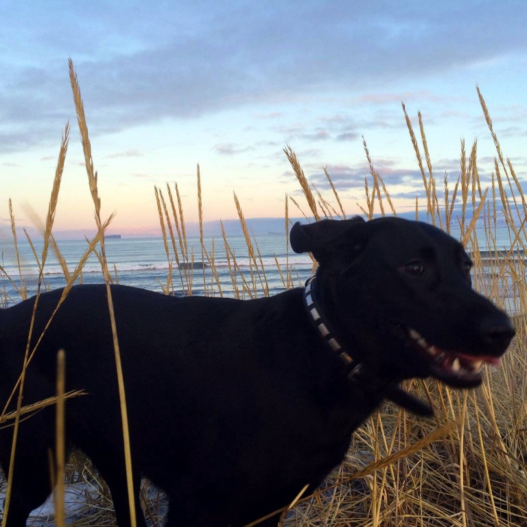 Orðsending til hunda- og kattaeigenda á Sauðárkróki. Ljósm./BÞ