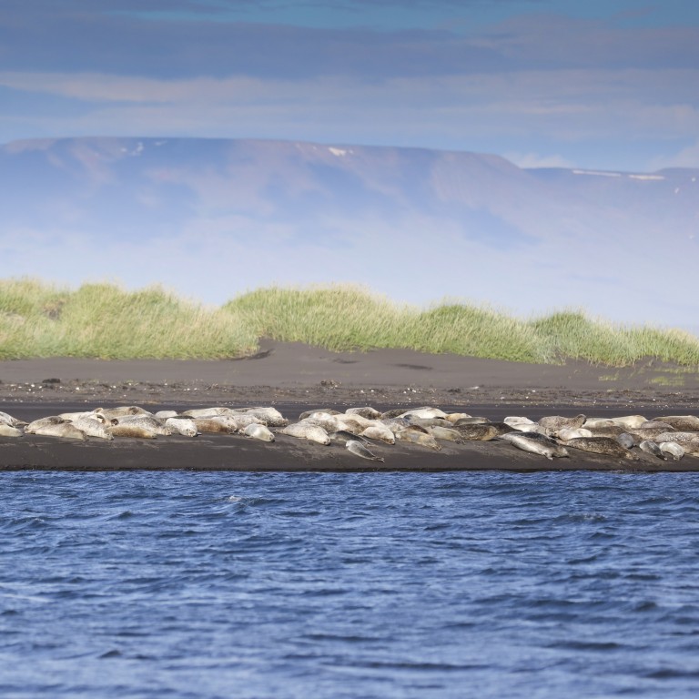 Selir í Húnaþingi vesta. Mynd: Selasetur.