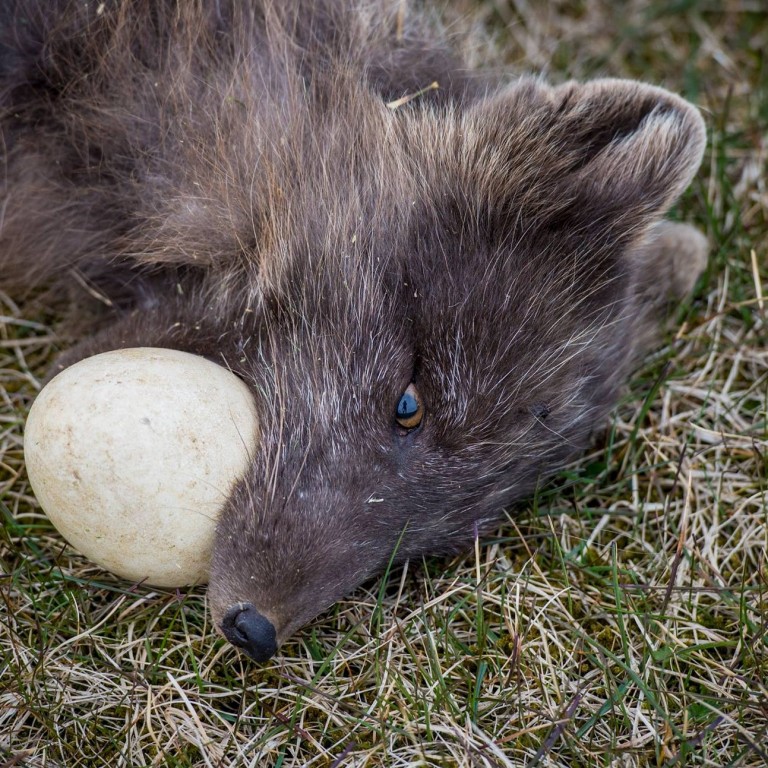 Refurinn með gæsareggið pikkfast í kjaftinum. Mynd/Róbert Daníel Jónsson.