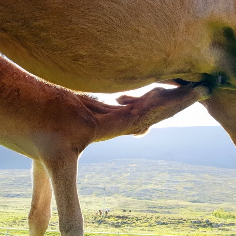 Ef breytingatillaga Ingu Sæland nær fram að ganga verður blóðmerbúskapur heyra sögunni til á Íslandi. Mynd: PF.