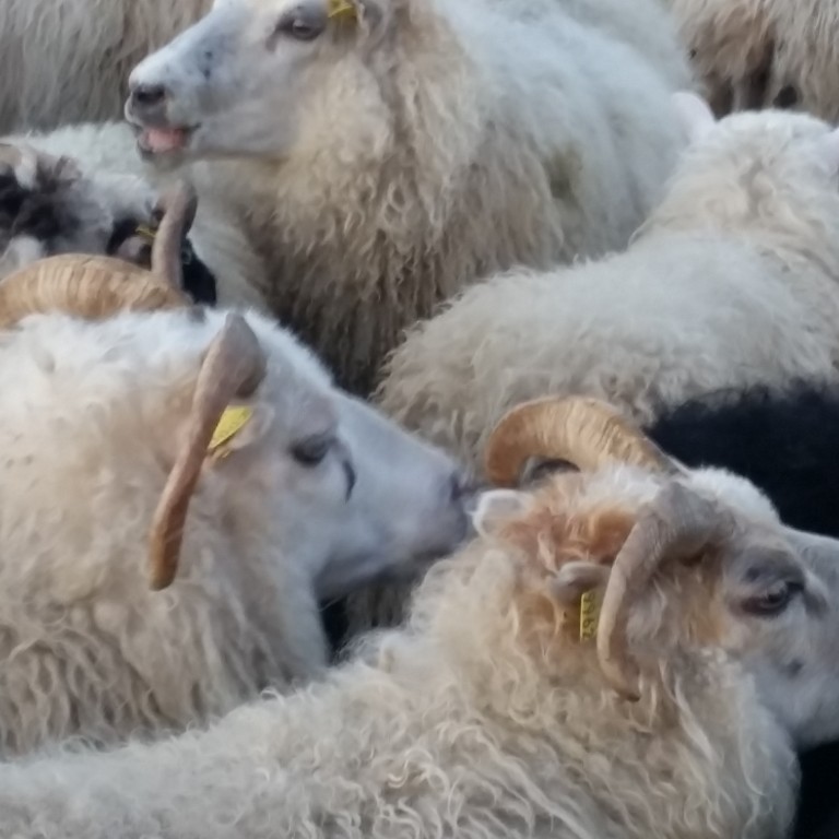 Verðandi frístundabændur geta nú leigt sér tún og útihús á Nöfunum. Mynd: KSE